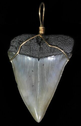 Polished, Fossil Mako Shark Tooth Pendant #65569